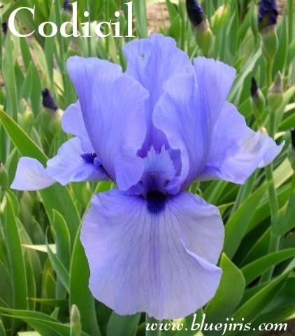 Photo of Tall Bearded Iris (Iris 'Codicil') uploaded by Calif_Sue