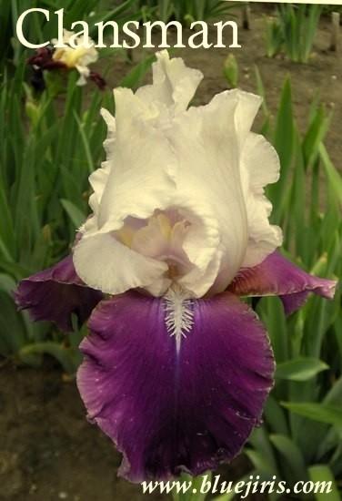 Photo of Tall Bearded Iris (Iris 'Clansman') uploaded by Calif_Sue