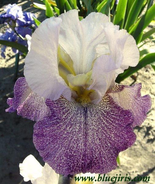 Photo of Tall Bearded Iris (Iris 'Confederate Muster') uploaded by Calif_Sue