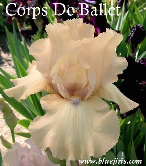 Photo of Tall Bearded Iris (Iris 'Corps de Ballet') uploaded by Calif_Sue