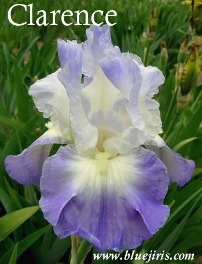 Photo of Tall Bearded Iris (Iris 'Clarence') uploaded by Calif_Sue