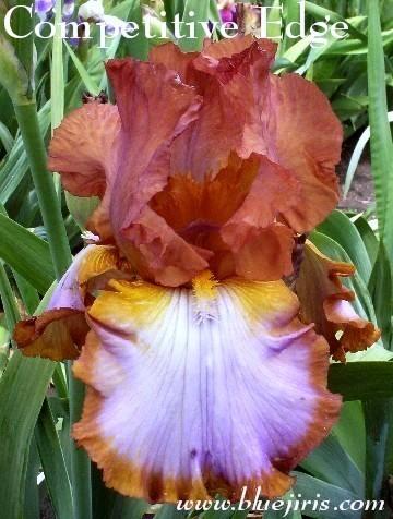 Photo of Tall Bearded Iris (Iris 'Competitive Edge') uploaded by Calif_Sue