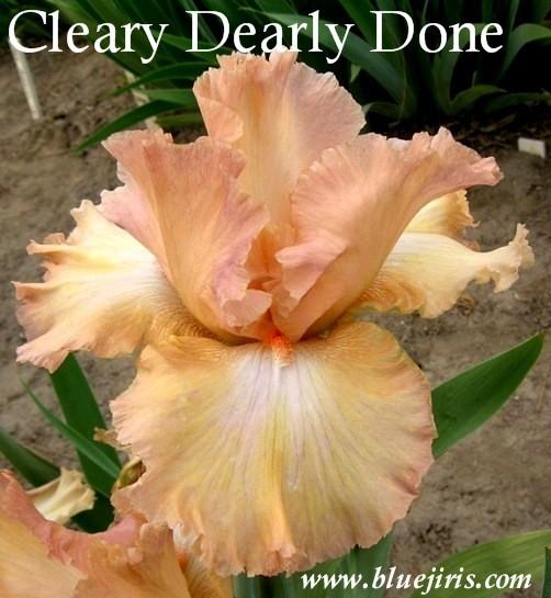 Photo of Tall Bearded Iris (Iris 'Clearly Dearly Done') uploaded by Calif_Sue