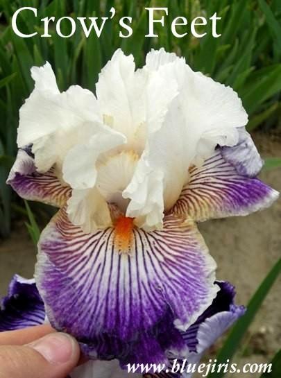 Photo of Border Bearded Iris (Iris 'Crow's Feet') uploaded by Calif_Sue