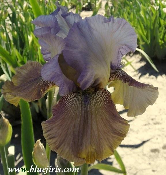 Photo of Tall Bearded Iris (Iris 'Crown of Thorns') uploaded by Calif_Sue