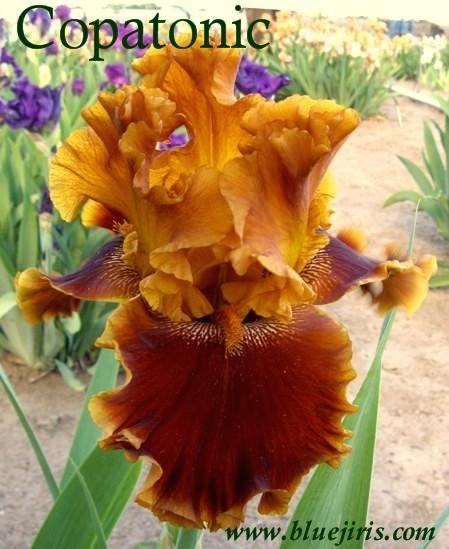 Photo of Tall Bearded Iris (Iris 'Copatonic') uploaded by Calif_Sue
