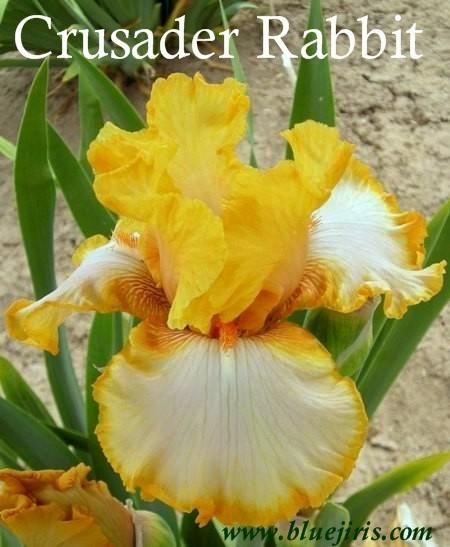 Photo of Tall Bearded Iris (Iris 'Crusader Rabbit') uploaded by Calif_Sue