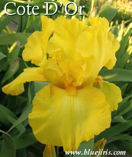 Photo of Tall Bearded Iris (Iris 'Cote d'Or') uploaded by Calif_Sue