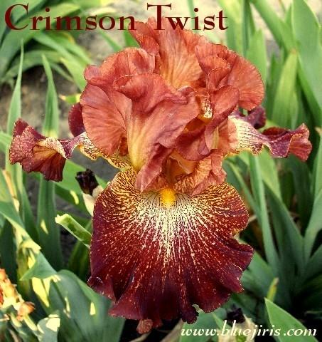 Photo of Tall Bearded Iris (Iris 'Crimson Twist') uploaded by Calif_Sue