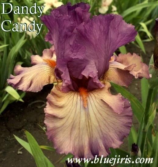 Photo of Tall Bearded Iris (Iris 'Dandy Candy') uploaded by Calif_Sue