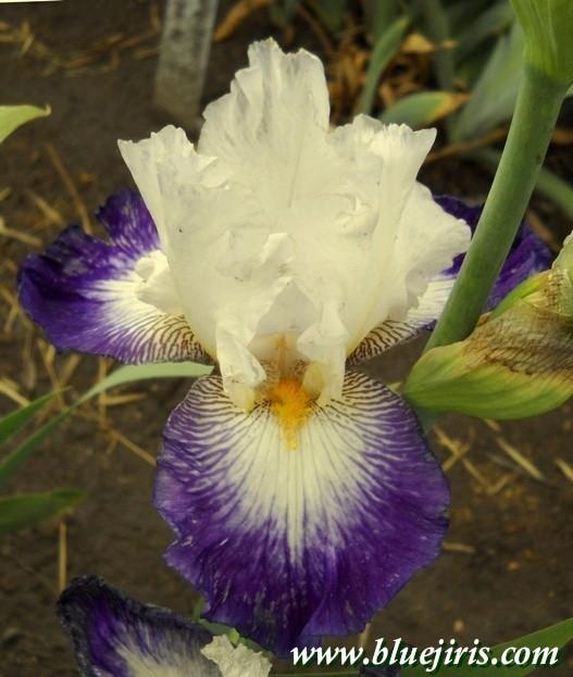 Photo of Tall Bearded Iris (Iris 'Dazzling Jewel') uploaded by Calif_Sue