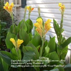 Location: Plano, TX
Date: 2009-07-13
Clump of Cleopatra cannas