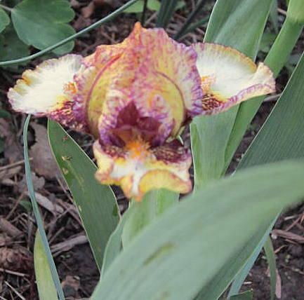 Photo of Standard Dwarf Bearded Iris (Iris 'Banded Tiger') uploaded by ge1836