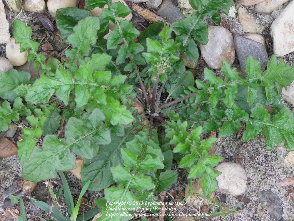 Photo of Asiatic False Hawksbeard (Youngia japonica) uploaded by plantladylin