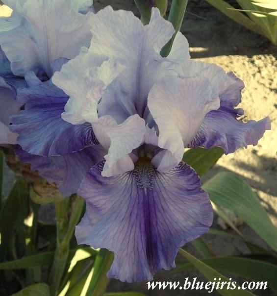 Photo of Tall Bearded Iris (Iris 'Duncan's Smiling Eyes') uploaded by Calif_Sue
