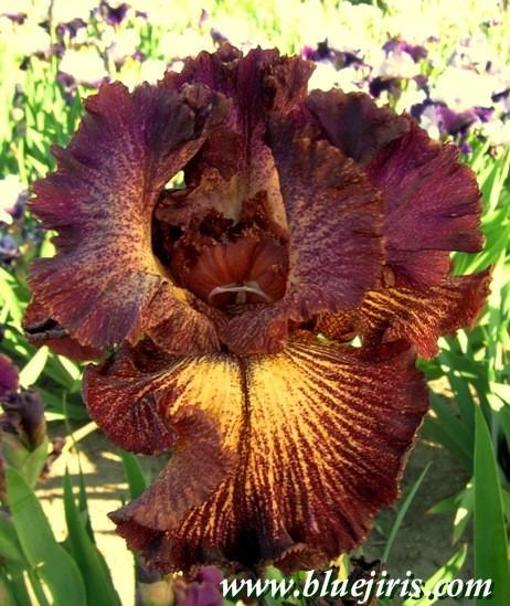 Photo of Tall Bearded Iris (Iris 'Drama Queen') uploaded by Calif_Sue