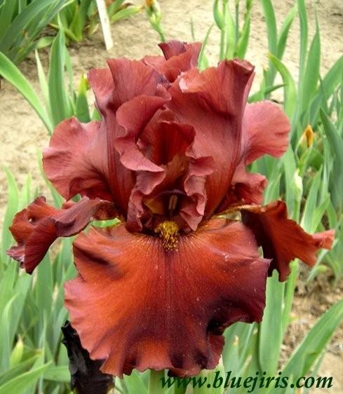 Photo of Tall Bearded Iris (Iris 'Dynamite') uploaded by Calif_Sue