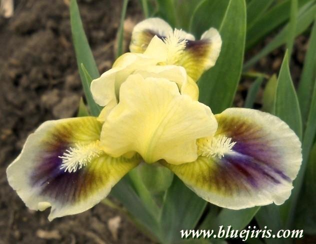 Photo of Miniature Dwarf Bearded Iris (Iris 'Ditto') uploaded by Calif_Sue