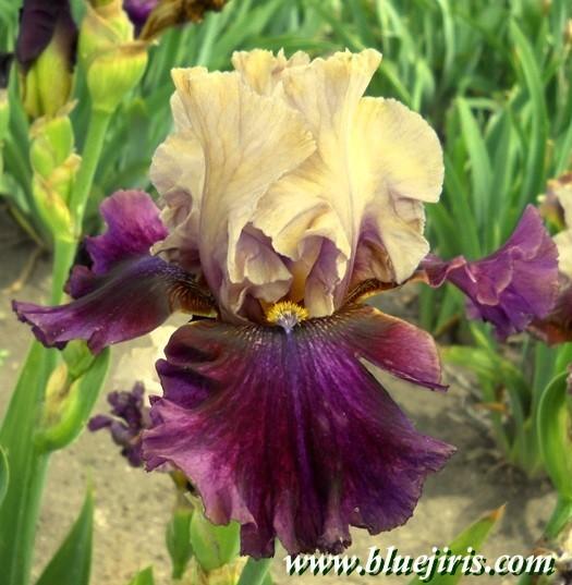 Photo of Tall Bearded Iris (Iris 'Dressed To Kill') uploaded by Calif_Sue
