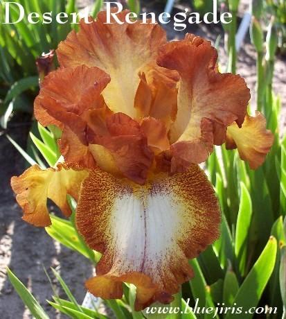 Photo of Tall Bearded Iris (Iris 'Desert Renegade') uploaded by Calif_Sue