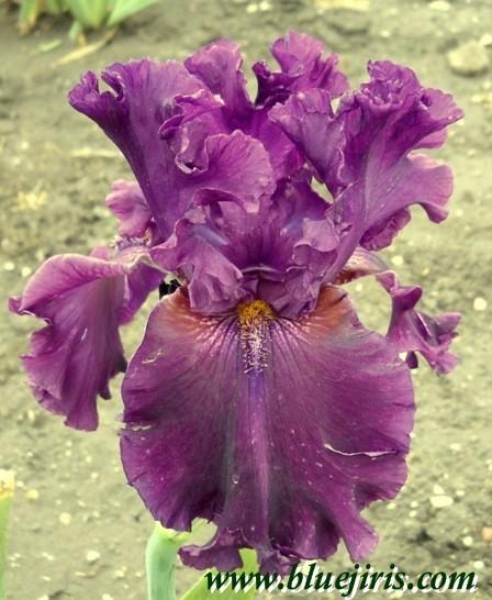 Photo of Tall Bearded Iris (Iris 'Dream Express') uploaded by Calif_Sue