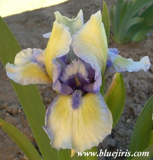 Photo of Border Bearded Iris (Iris 'Donnay') uploaded by Calif_Sue