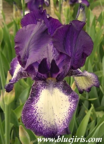 Photo of Tall Bearded Iris (Iris 'Dot and Dash') uploaded by Calif_Sue