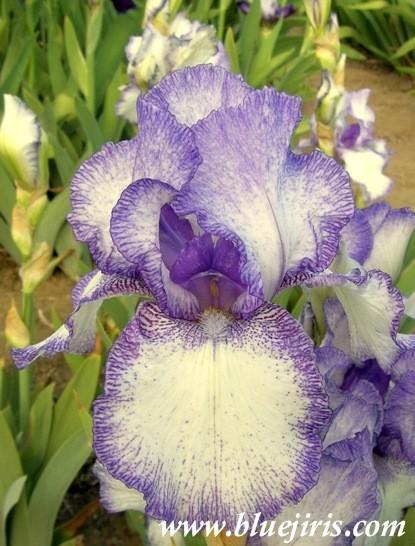 Photo of Tall Bearded Iris (Iris 'Dundee') uploaded by Calif_Sue