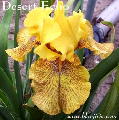 Photo of Tall Bearded Iris (Iris 'Desert Echo') uploaded by Calif_Sue