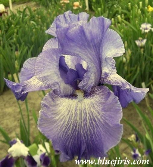 Photo of Tall Bearded Iris (Iris 'Double Dribble') uploaded by Calif_Sue