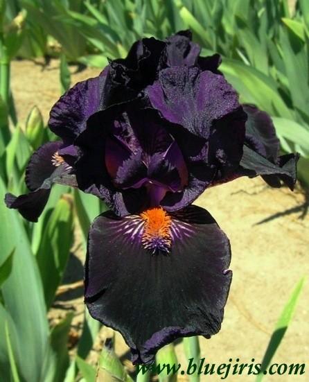 Photo of Intermediate Bearded Iris (Iris 'Devil May Care') uploaded by Calif_Sue