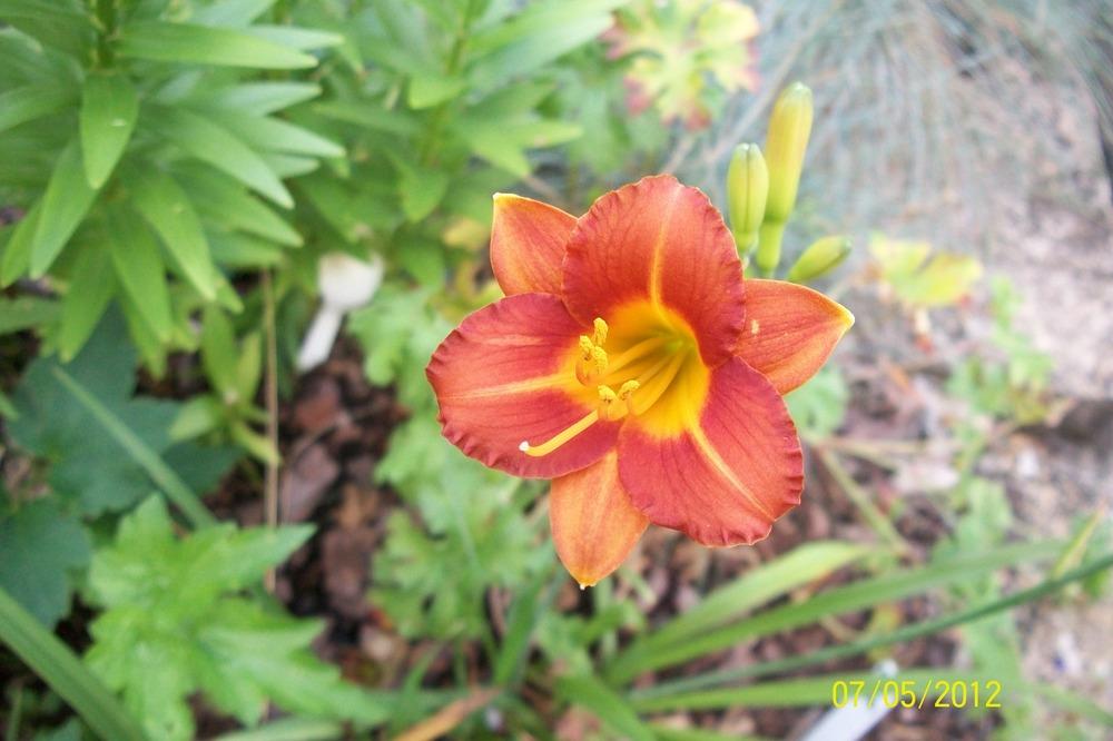 Photo of Daylily (Hemerocallis 'Justin George') uploaded by Hazelcrestmikeb