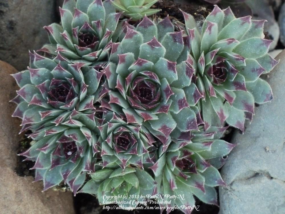 Photo of Hen and Chicks (Sempervivum 'Fire Dragon') uploaded by Patty