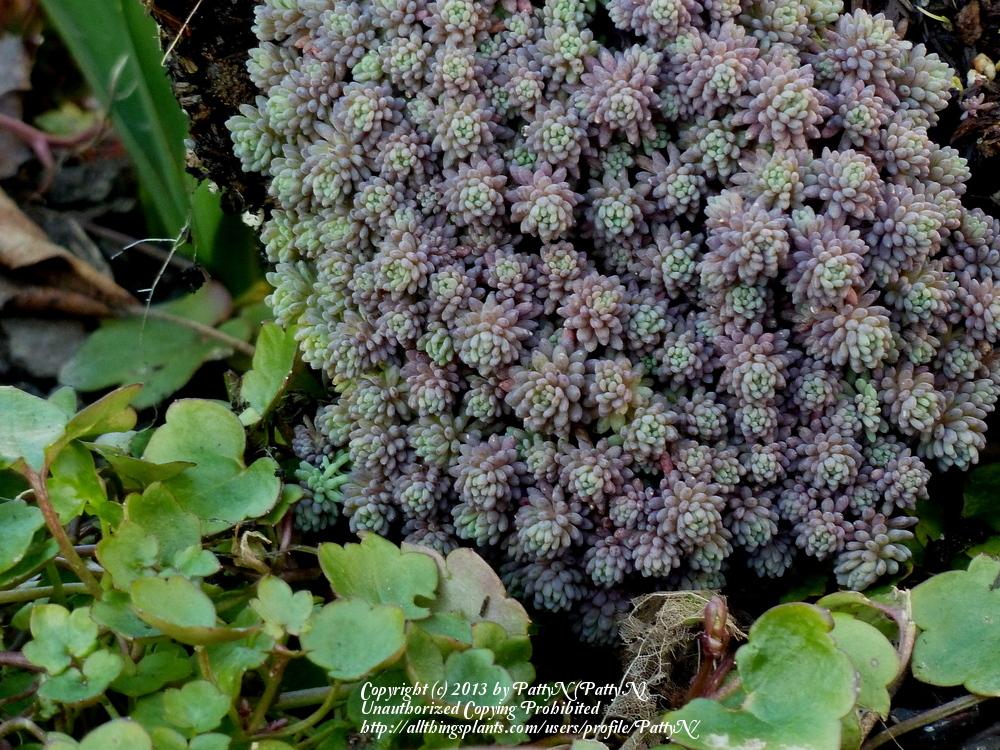 Photo of Spanish Stonecrop (Sedum hispanicum) uploaded by Patty