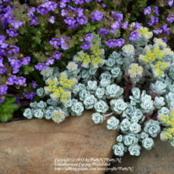 Location: Willamette Valley Oregon
Date: 2011-05-24
lavender Dwarf Snapdragon with sedum Cape Blanco
