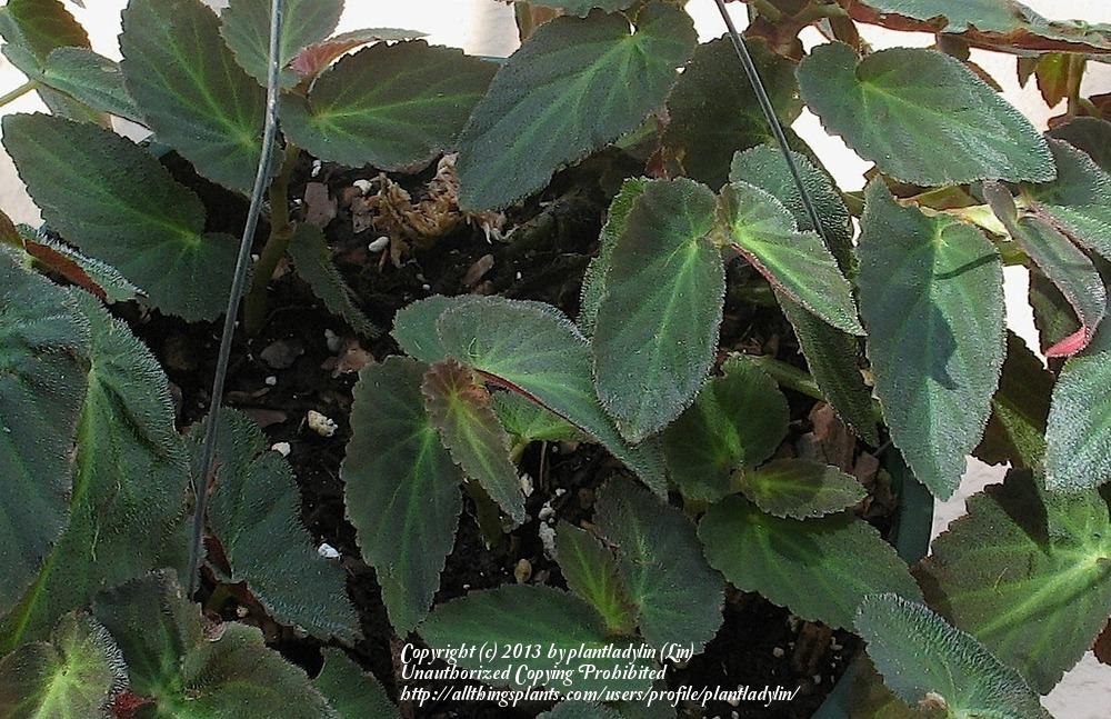 Photo of Trailing Begonia (Begonia 'Withlacoochee') uploaded by plantladylin