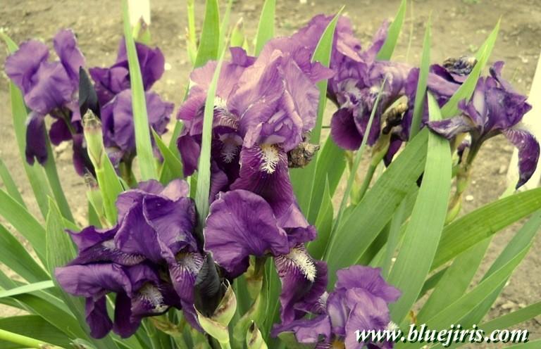 Photo of Intermediate Bearded Iris (Iris 'Eleanor Roosevelt') uploaded by Calif_Sue