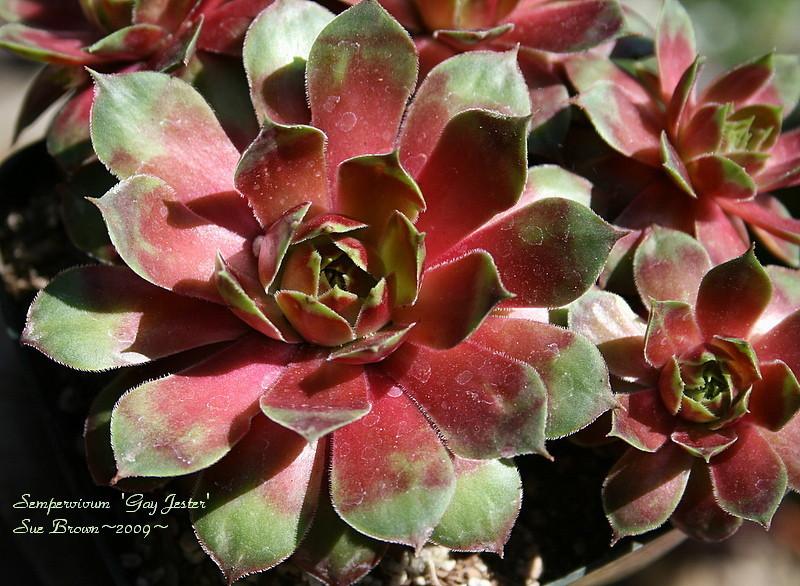 Photo of Hen and Chicks (Sempervivum 'Gay Jester') uploaded by Calif_Sue