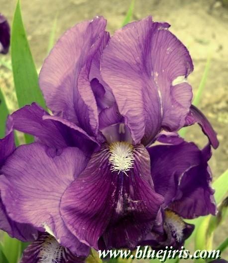 Photo of Intermediate Bearded Iris (Iris 'Eleanor Roosevelt') uploaded by Calif_Sue