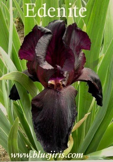 Photo of Tall Bearded Iris (Iris 'Edenite') uploaded by Calif_Sue