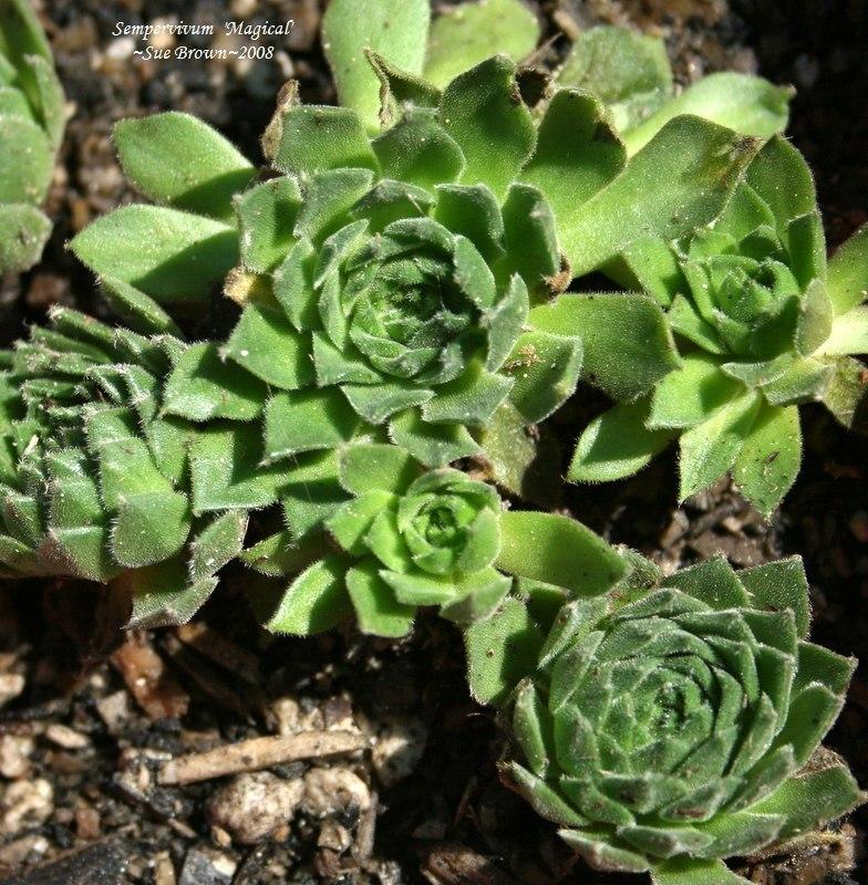 Photo of Hen and Chicks (Sempervivum 'Magical') uploaded by Calif_Sue