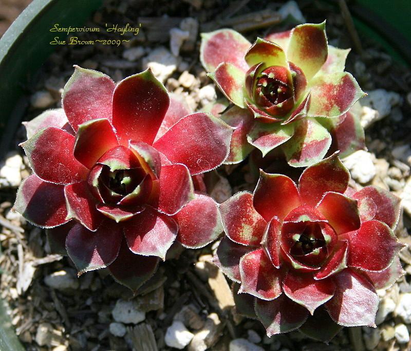 Photo of Hen and Chicks (Sempervivum 'Hayling') uploaded by Calif_Sue