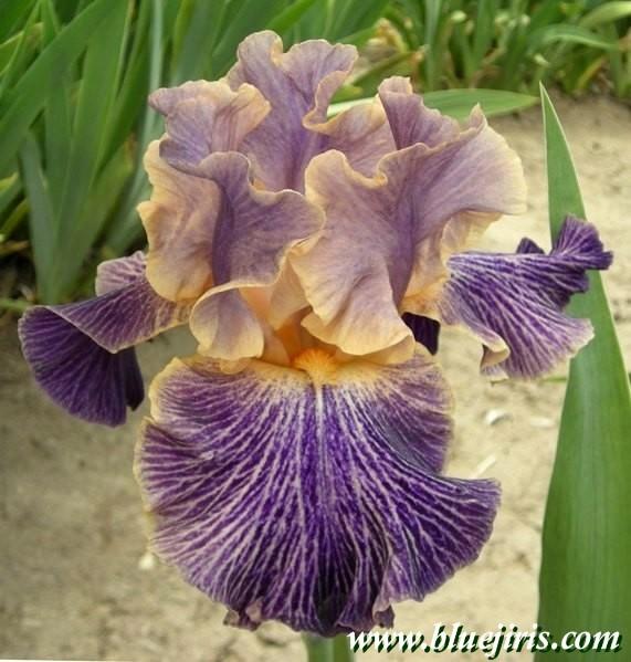 Photo of Tall Bearded Iris (Iris 'Elizabethan Age') uploaded by Calif_Sue