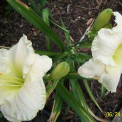 Location: Z:5 
Date: Summer 2012
Nice white blooms.