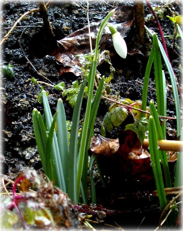 Photo of Snowdrop (Galanthus nivalis) uploaded by Heart2Heart