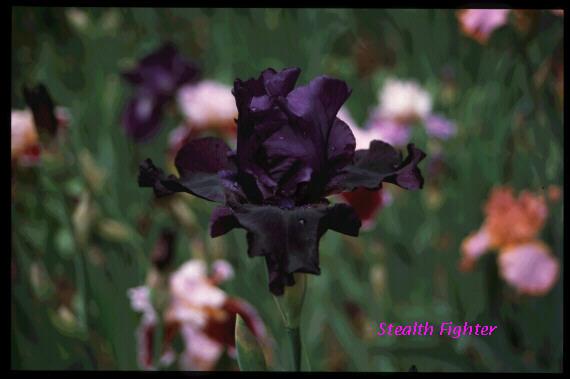 Photo of Tall Bearded Iris (Iris 'Stealth Fighter') uploaded by Misawa77