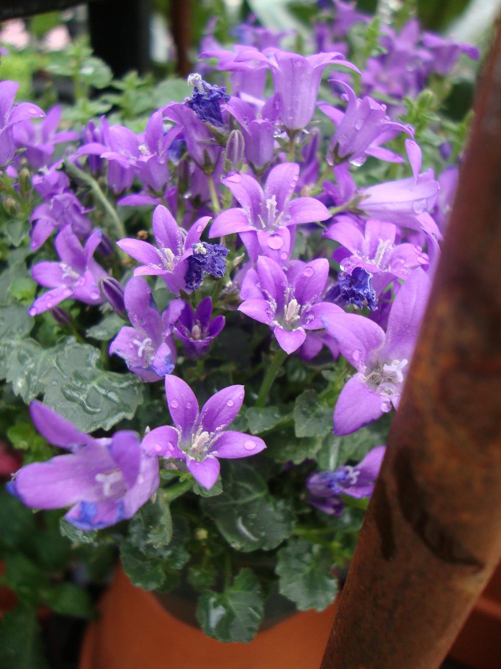 Photo of Bellflowers (Campanula) uploaded by Paul2032