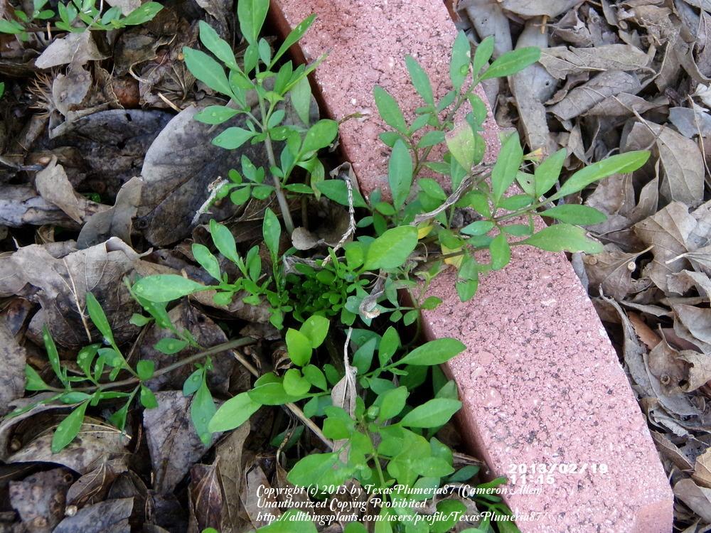 Photo of Plains Coreopsis (Coreopsis tinctoria) uploaded by TexasPlumeria87