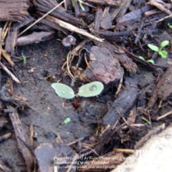 Location: Plano, TX
Date: 2013-02-19
I planted the seeds earlier this month.