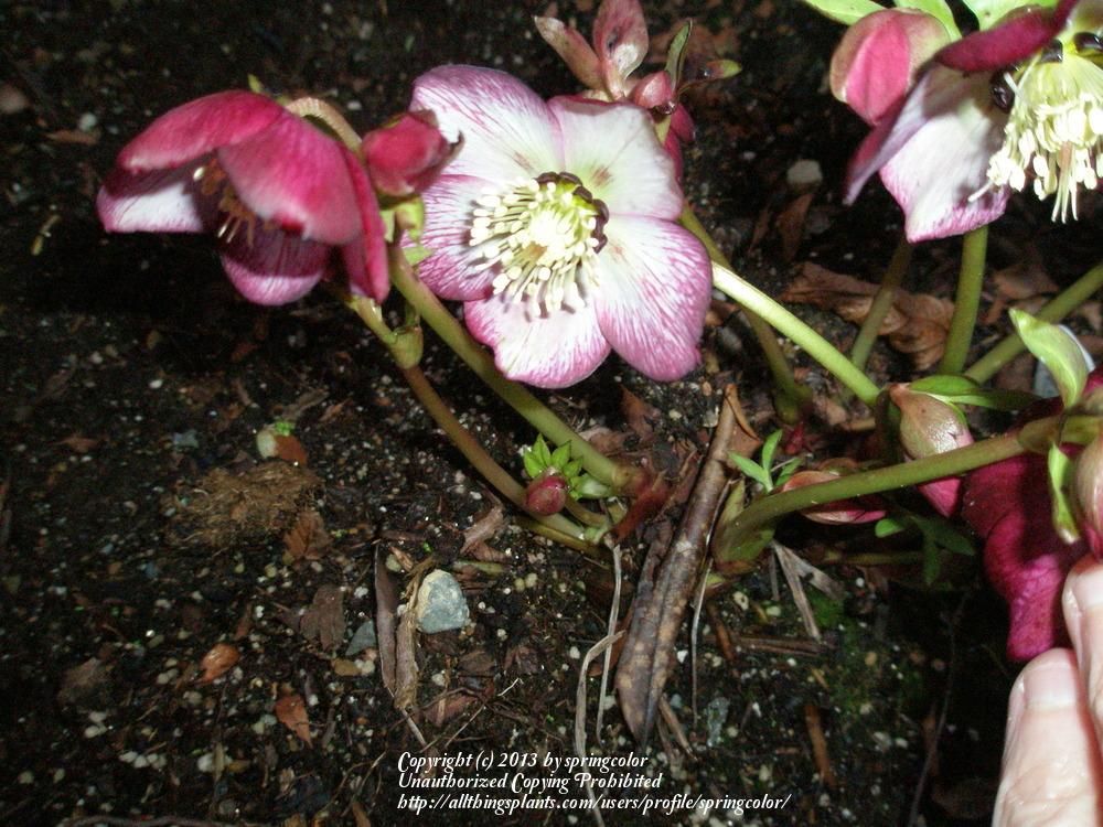 Photo of Hellebore (Helleborus Winter Jewels™ Cherry Blossom) uploaded by springcolor